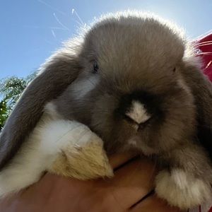 Meet your Posher, Aliyah